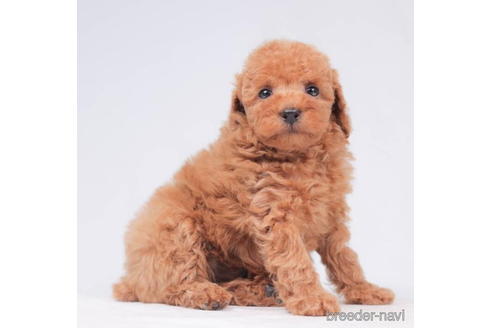 成約済の東京都のトイプードル-202091の1枚目